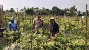 Ilustrasi ; Seorang anggota Bhabinkamtibmas Polri tengah berdiskusi dengan petani.