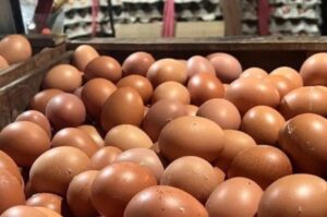 image - 2025-11-16T225844.667