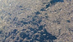 image - 2025-12-04T120716.699