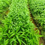 WhatsApp Image 2026-01-23 at 03.22.41