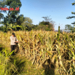 WhatsApp Image 2026-06-22 at 12.01.07
